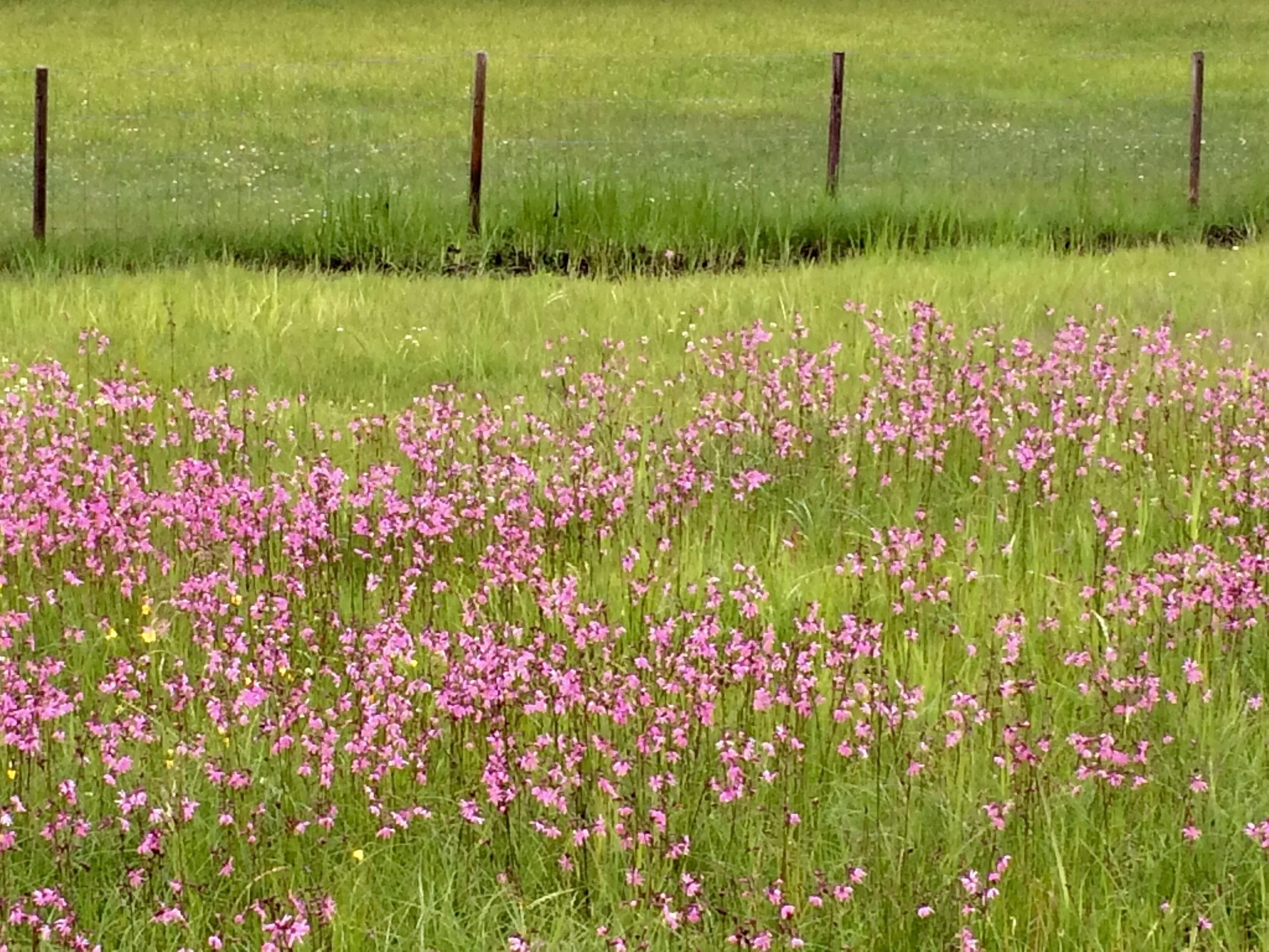 UKE 25 - og velkommen til sesongstart!