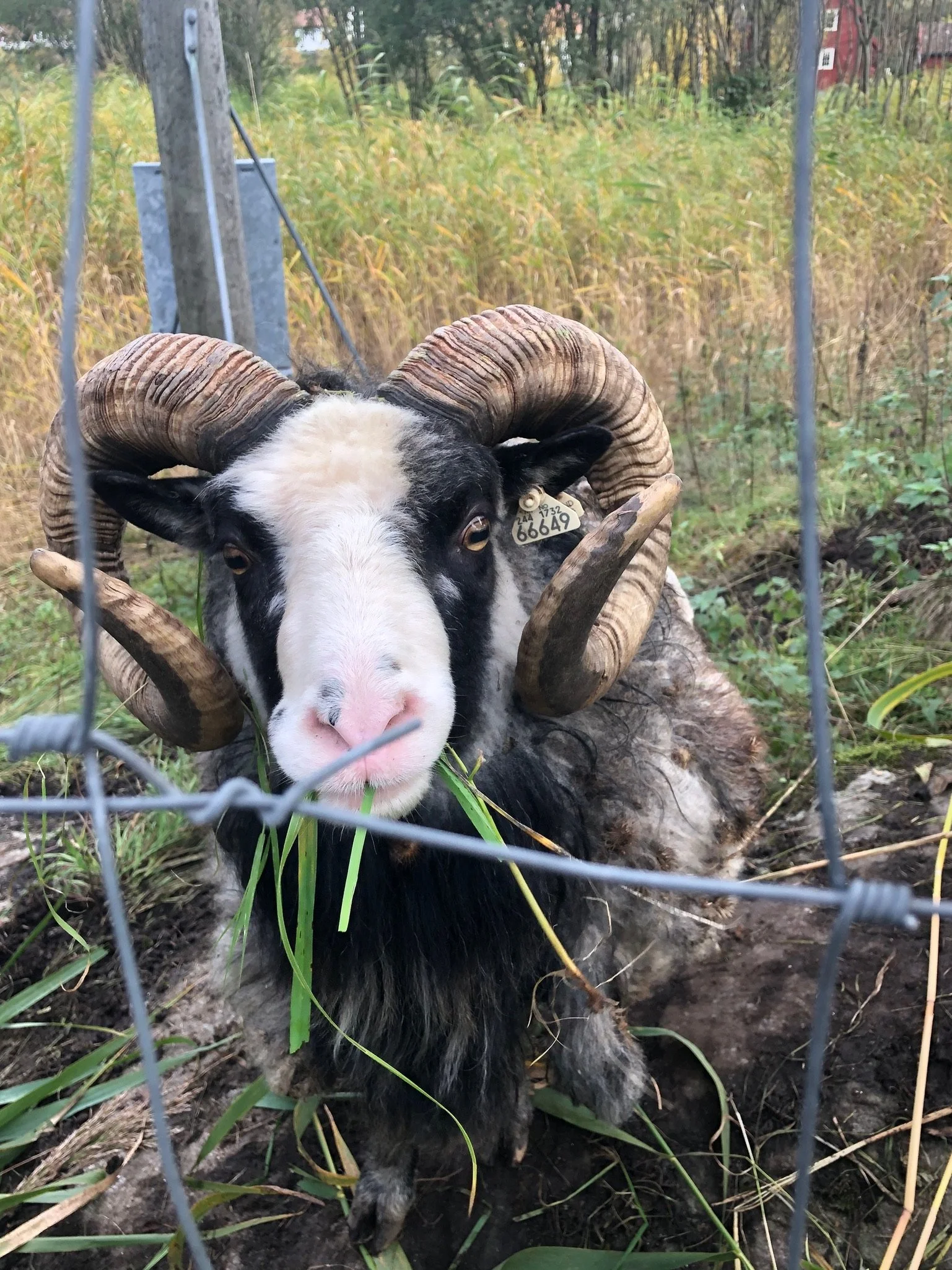 Pinsehelg på Sandøya!