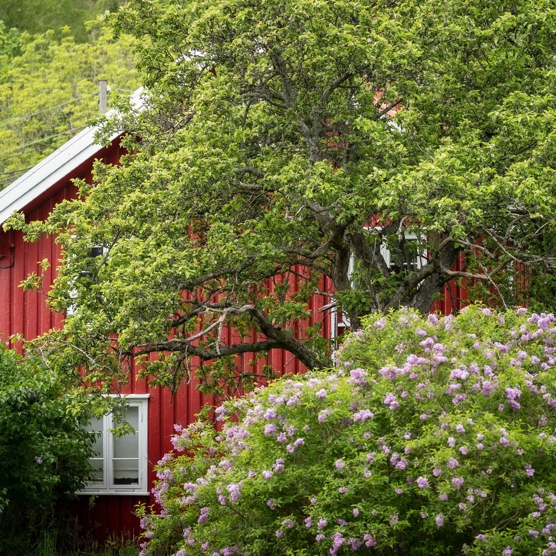 Langhelg og 17. mai. Hurra!