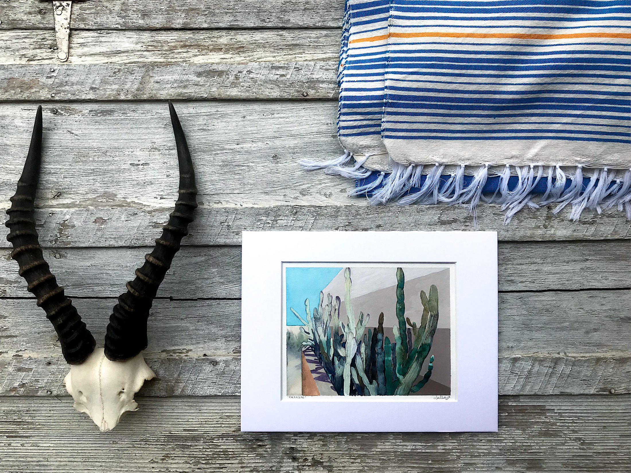 cactaceae_hornblanket copy.png