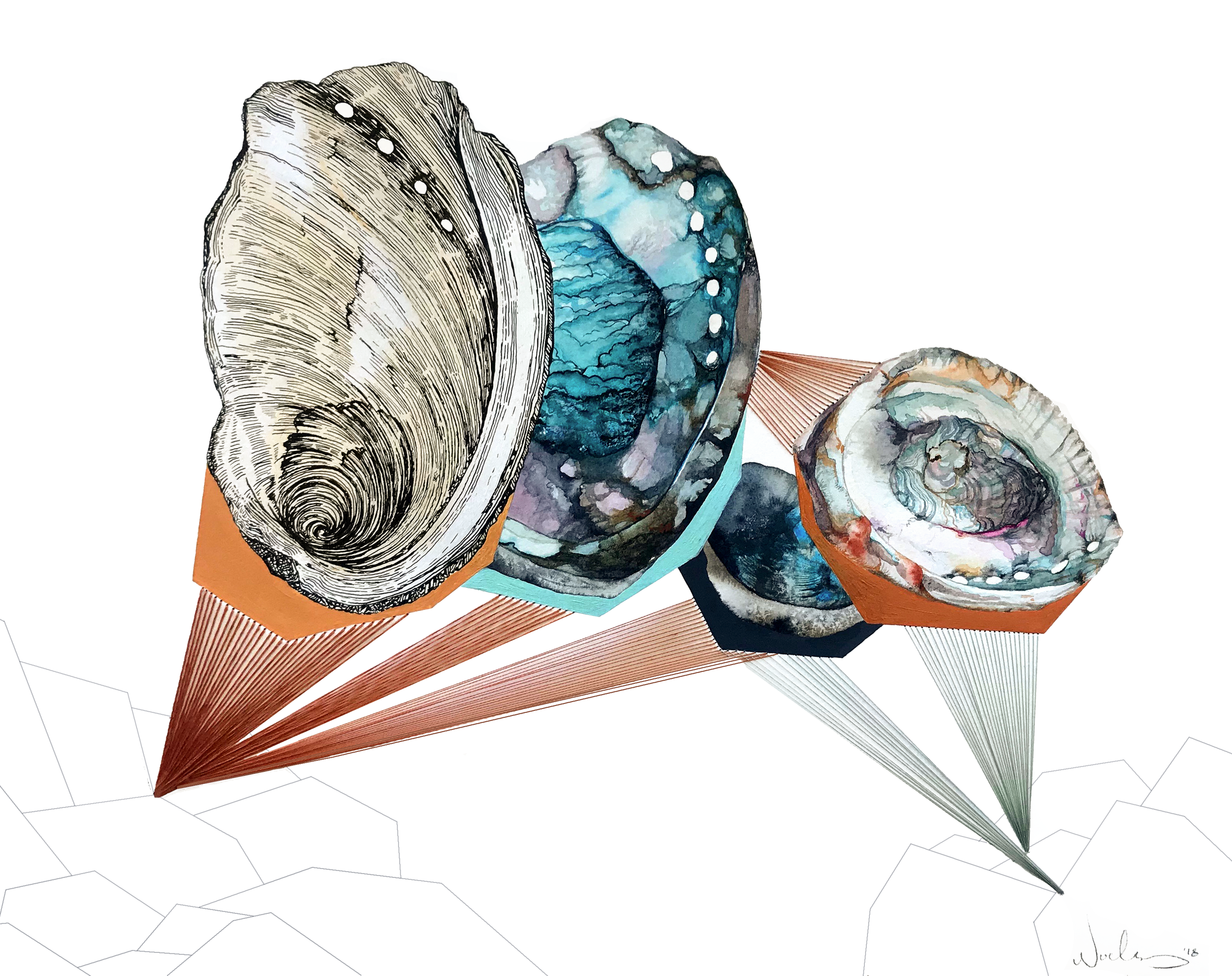 Abalone.png