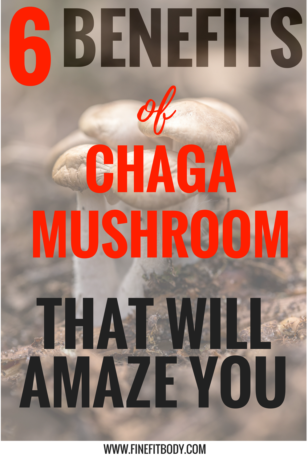 Chaga mushroom has so many benefits!