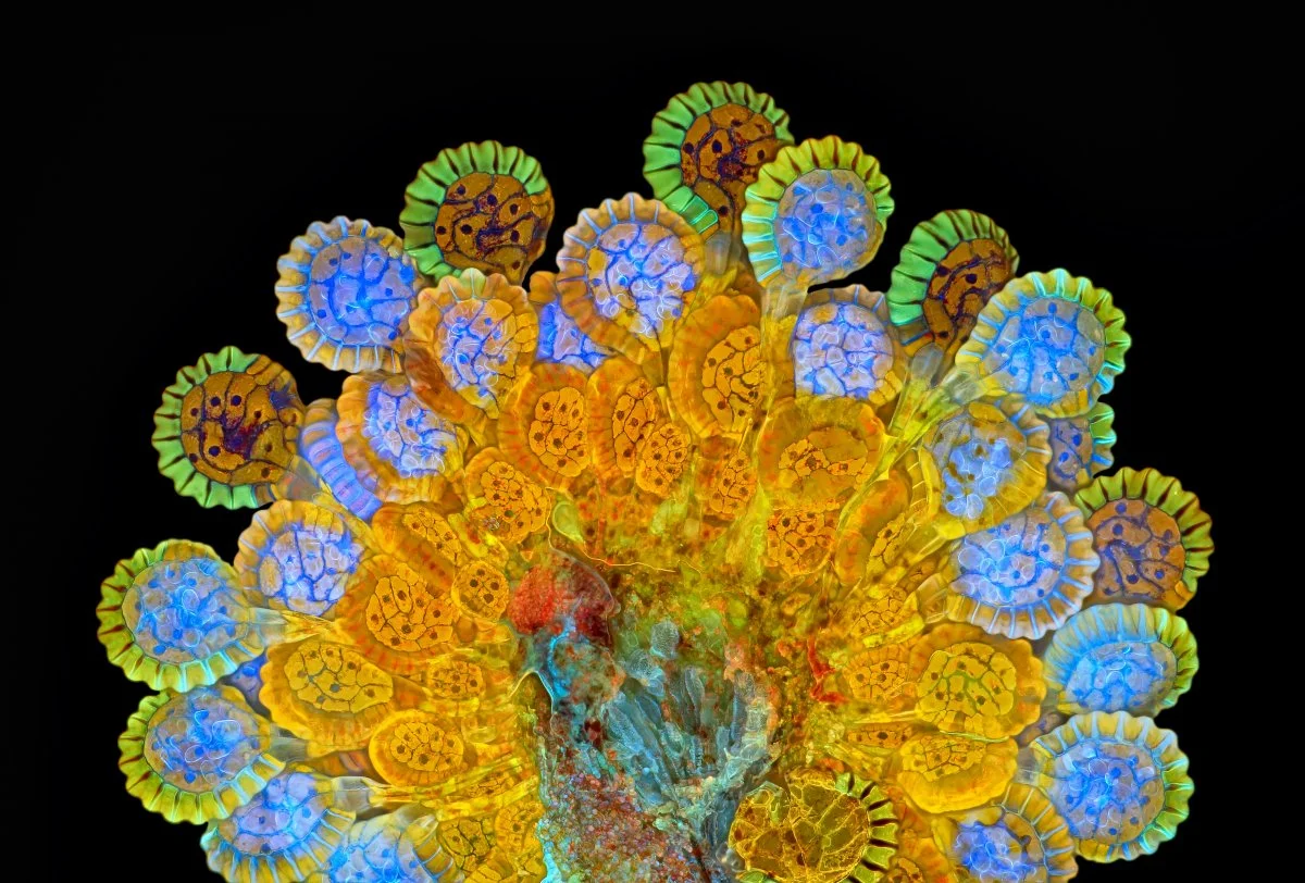 microscopic-photography19.jpg