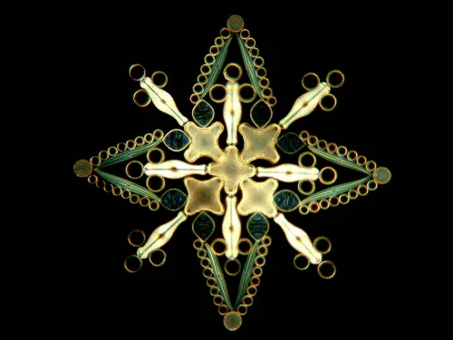 diatom-3.jpg