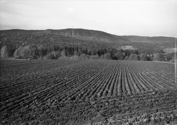 tanum gård wilse 3.jpg
