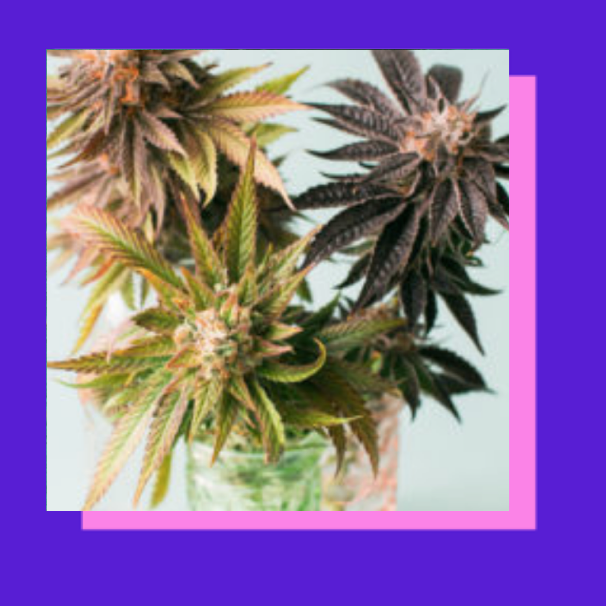 Here's Your Spirit Guide To CBD