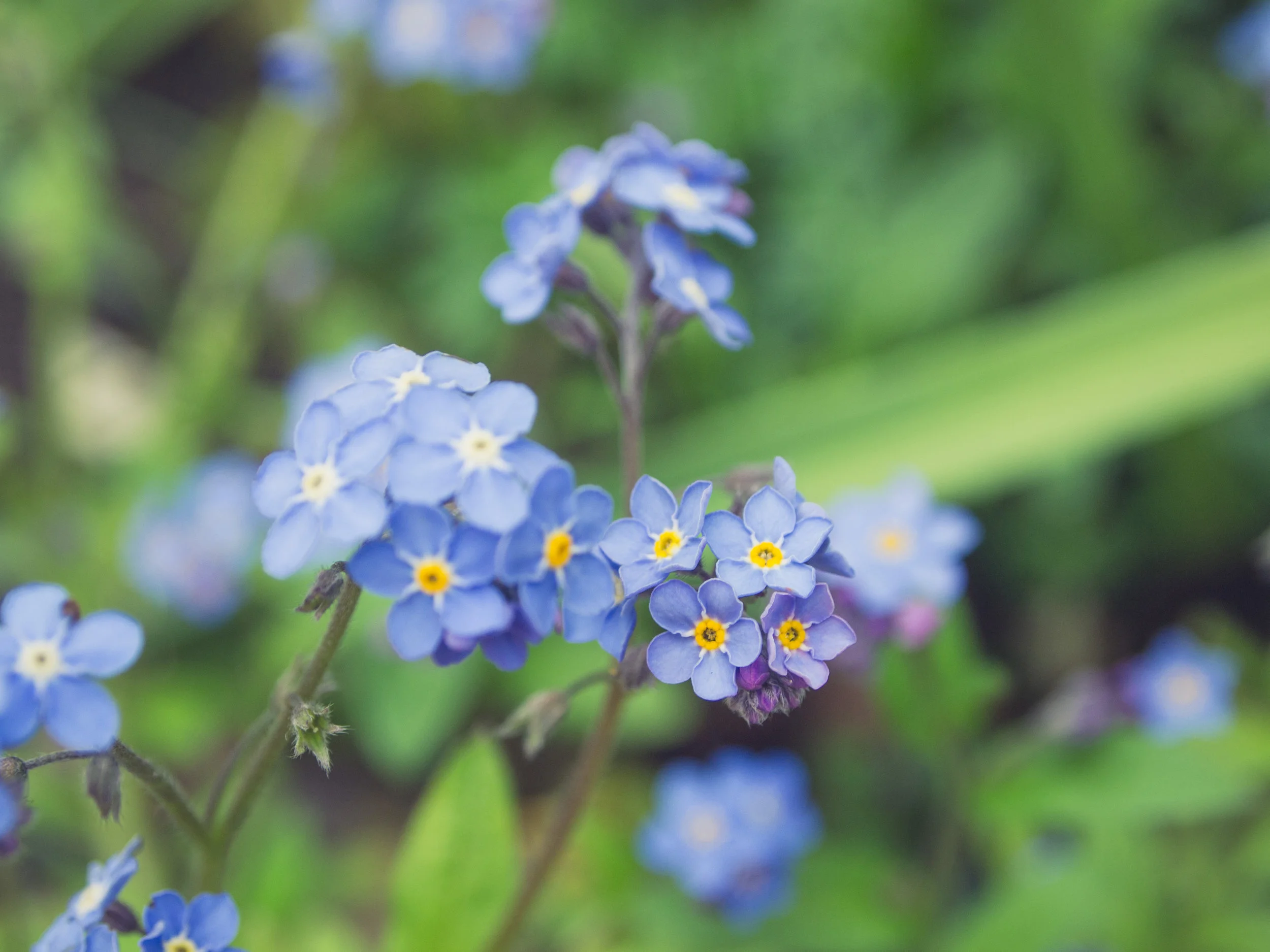 Forget-Me-Nots 2