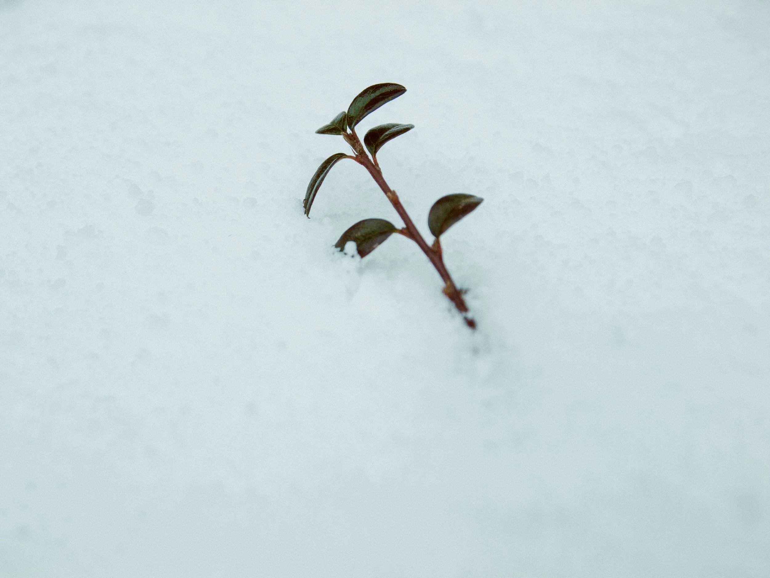 snow-30.jpg