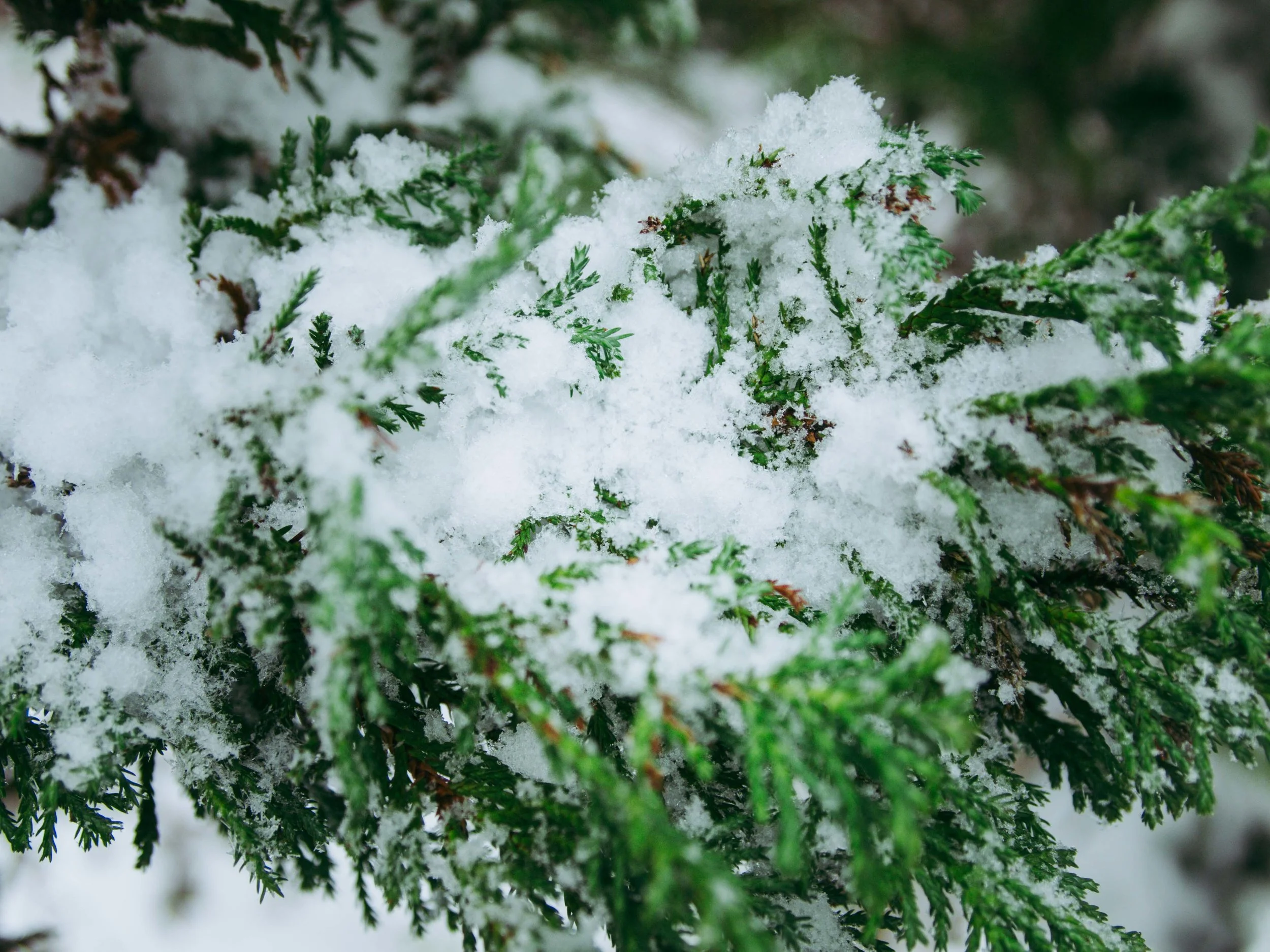 more snow lowres.jpg