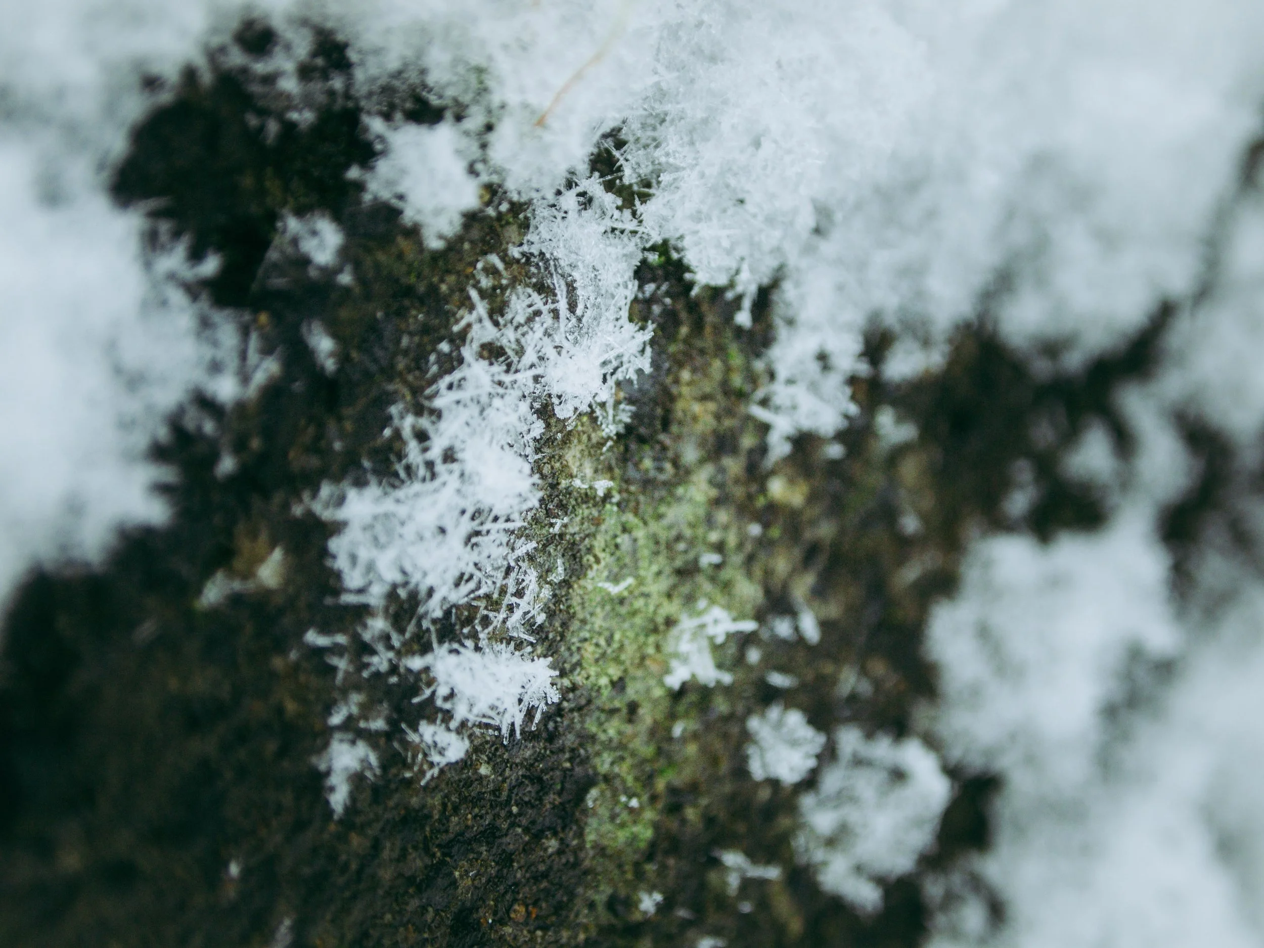 more snow lowres-6.jpg