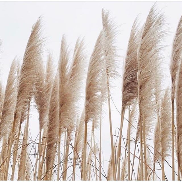 What we miss while in Paris... been surrounded by nature 🌾 
Inspiration via @ievajournal 
#aeneisparis #nature #ethicalfashion #aestheticedit