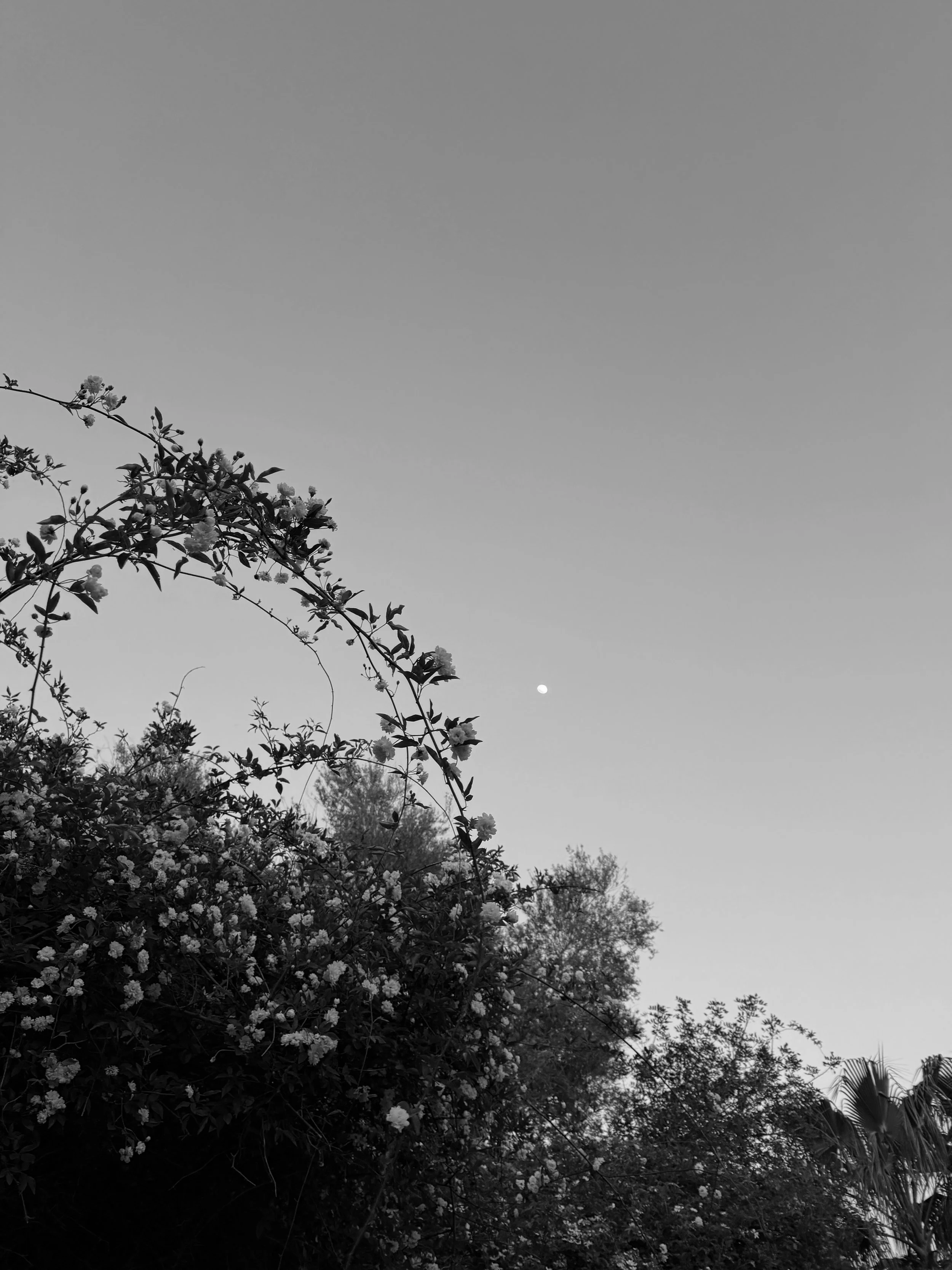 Spring evenings.