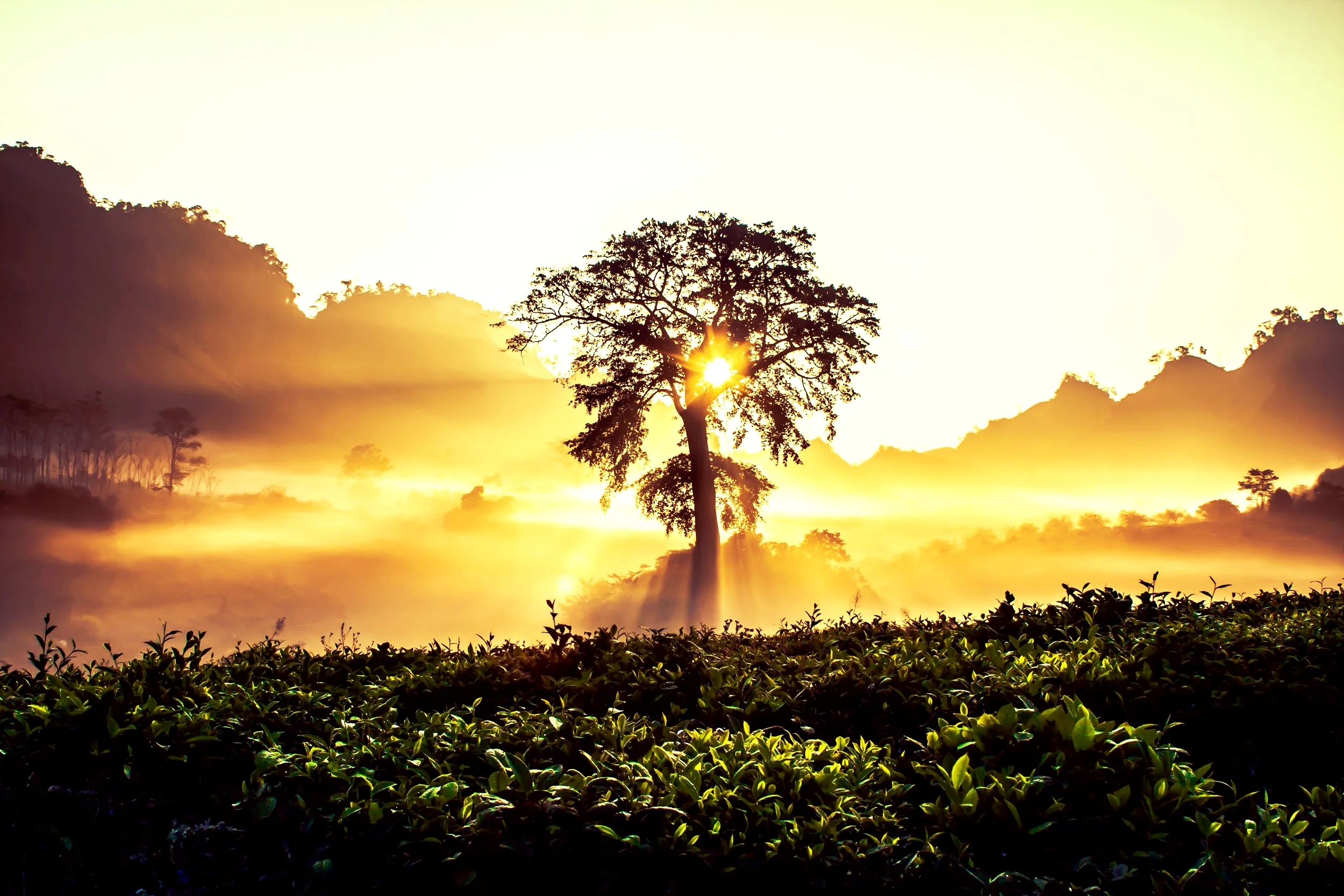 dawn-2264494.jpg