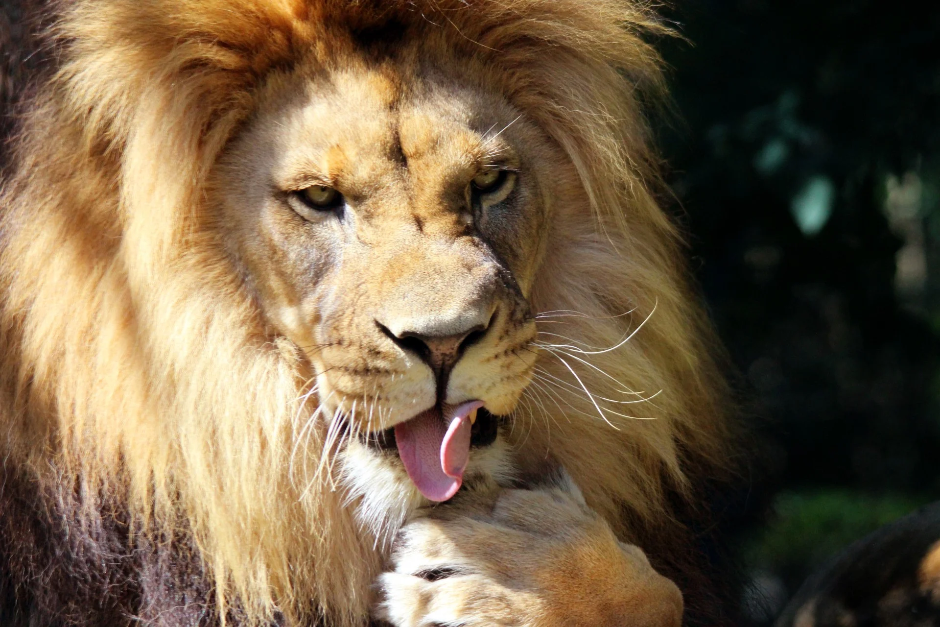 lion-licking-foot.jpg