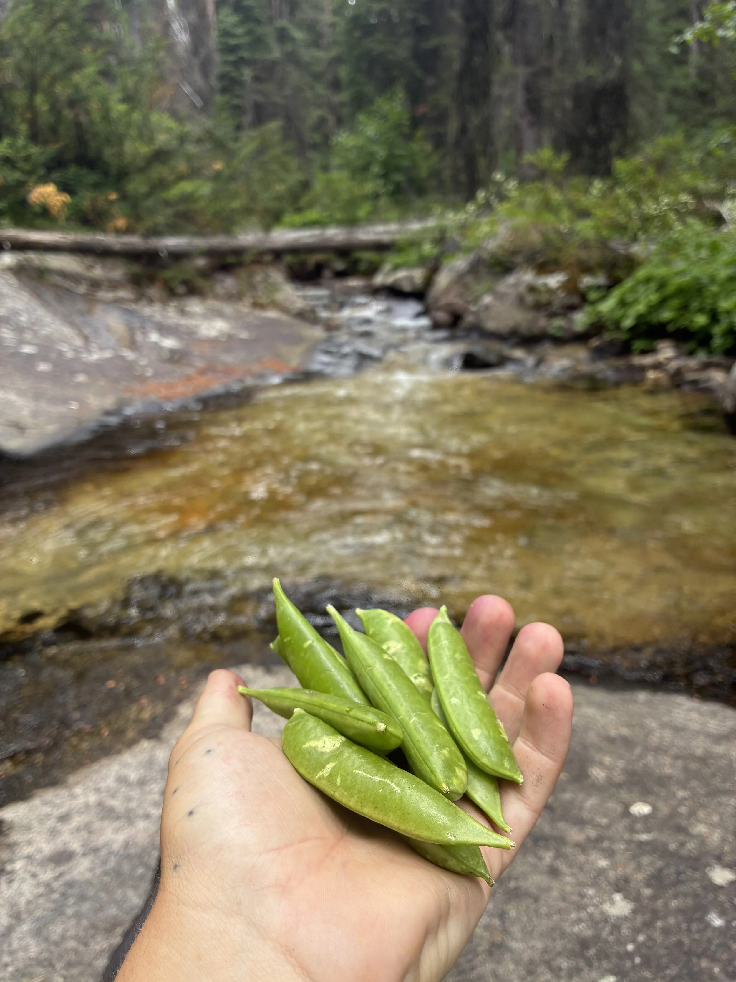 5 Tips for Camping with Veggies