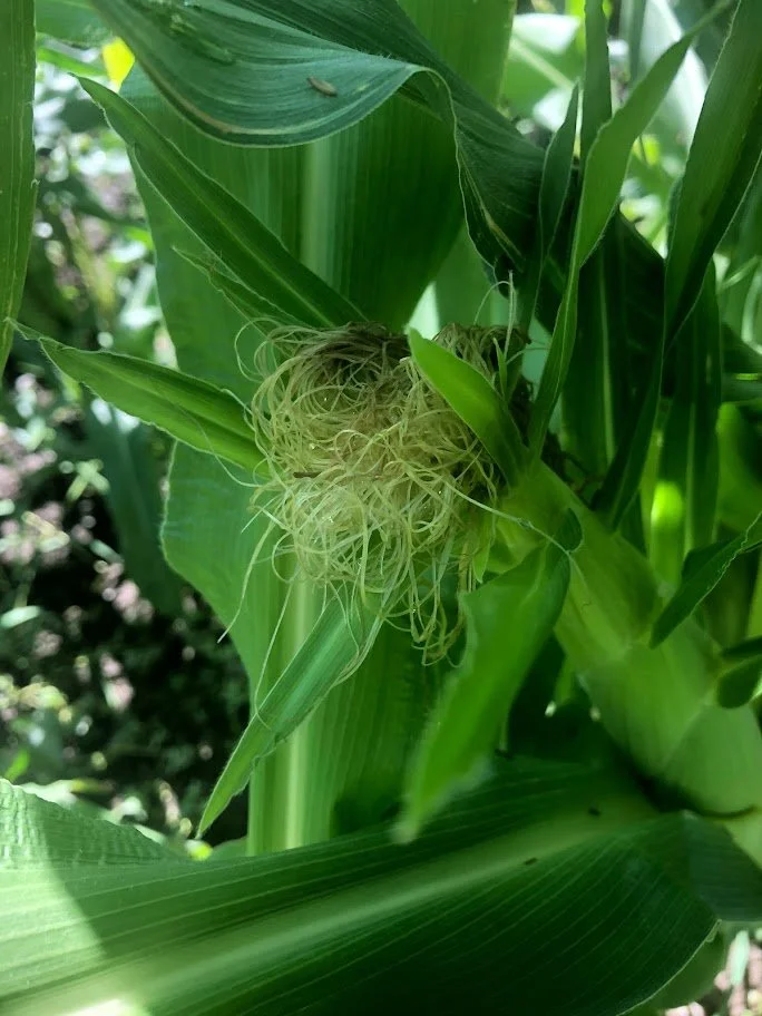 Pollination in the Garden Bees, Buzz, and Wind — Garden City Harvest