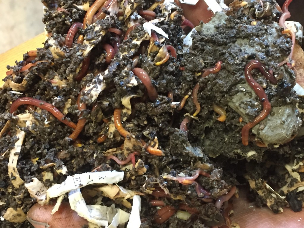 Composting with Red Worms — Garden City Harvest