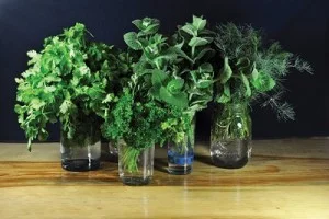 The Real Dirt: Herb Your Enthusiasm