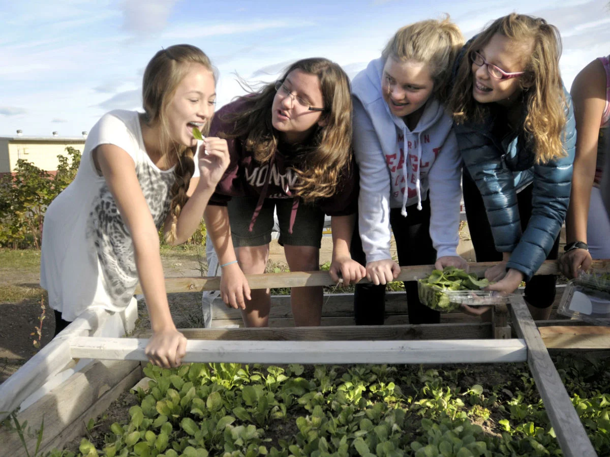 Arugula goes from garden to lunch at Missoula’s Meadow Hill Middle School