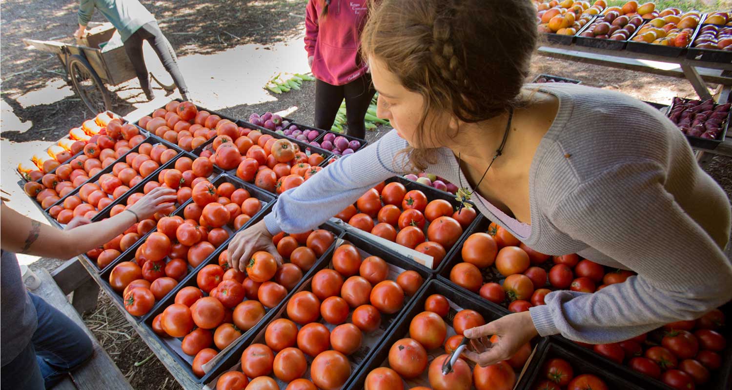 csa-veggie-subscriptions-header-image.jpg