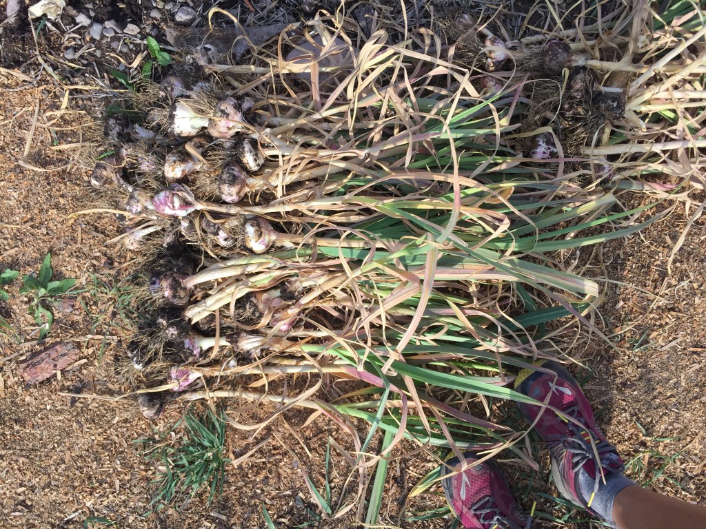 No need to dust off your garlic just yet. Garlic can hang and cure as is.