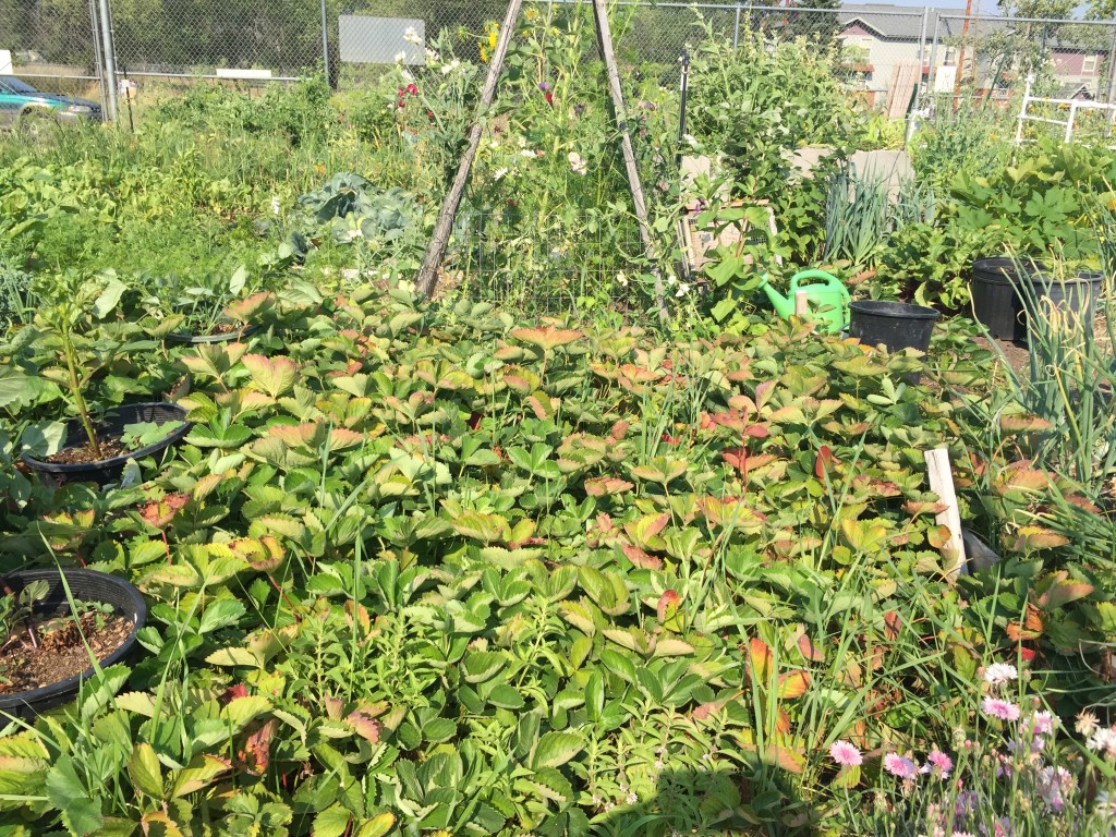 Strawberries (in front) in a matted planting.
