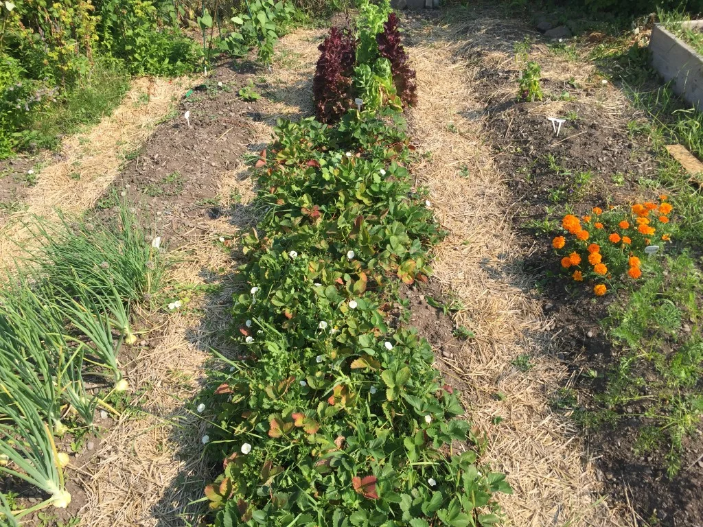 Growing Strawberries — Garden City Harvest