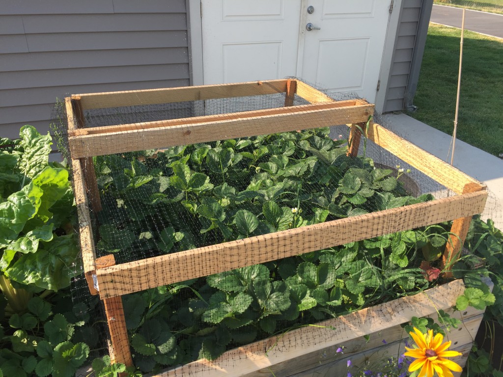 Netting strawberries is the most effective way to keep hungry birds out.