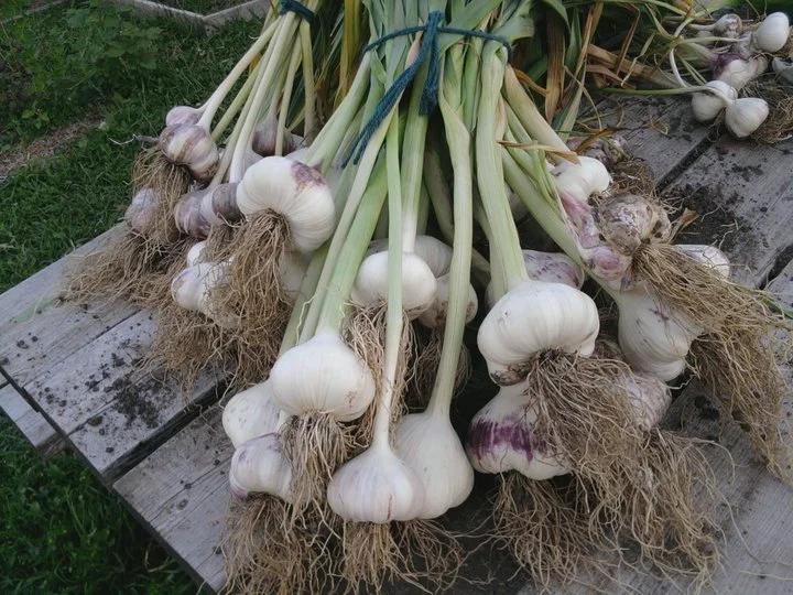 Choose the garlic you want to plant based on the cloves that have the most desirable size and shape to you.
