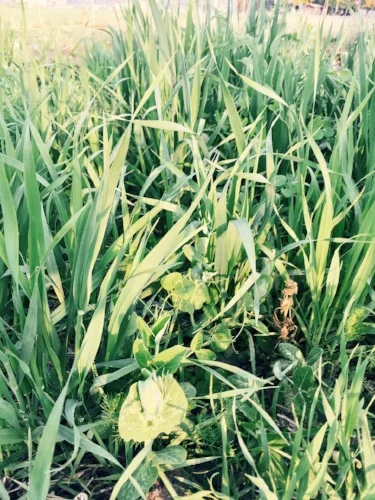 Here at Garden City Harvest, we like to grow a mix of oats and peas for cover crop.