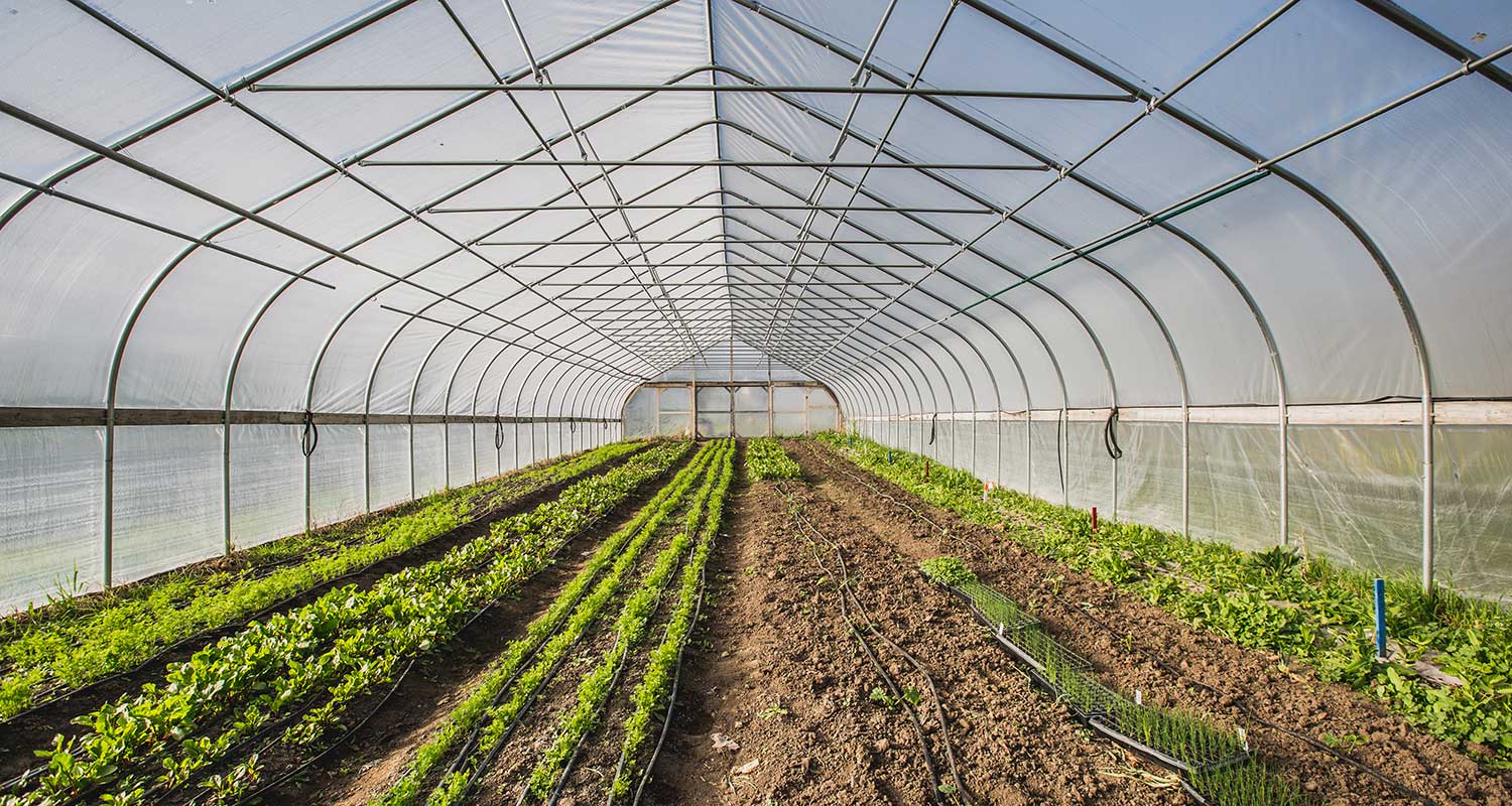Jesse-2-greenhouse-header.jpg