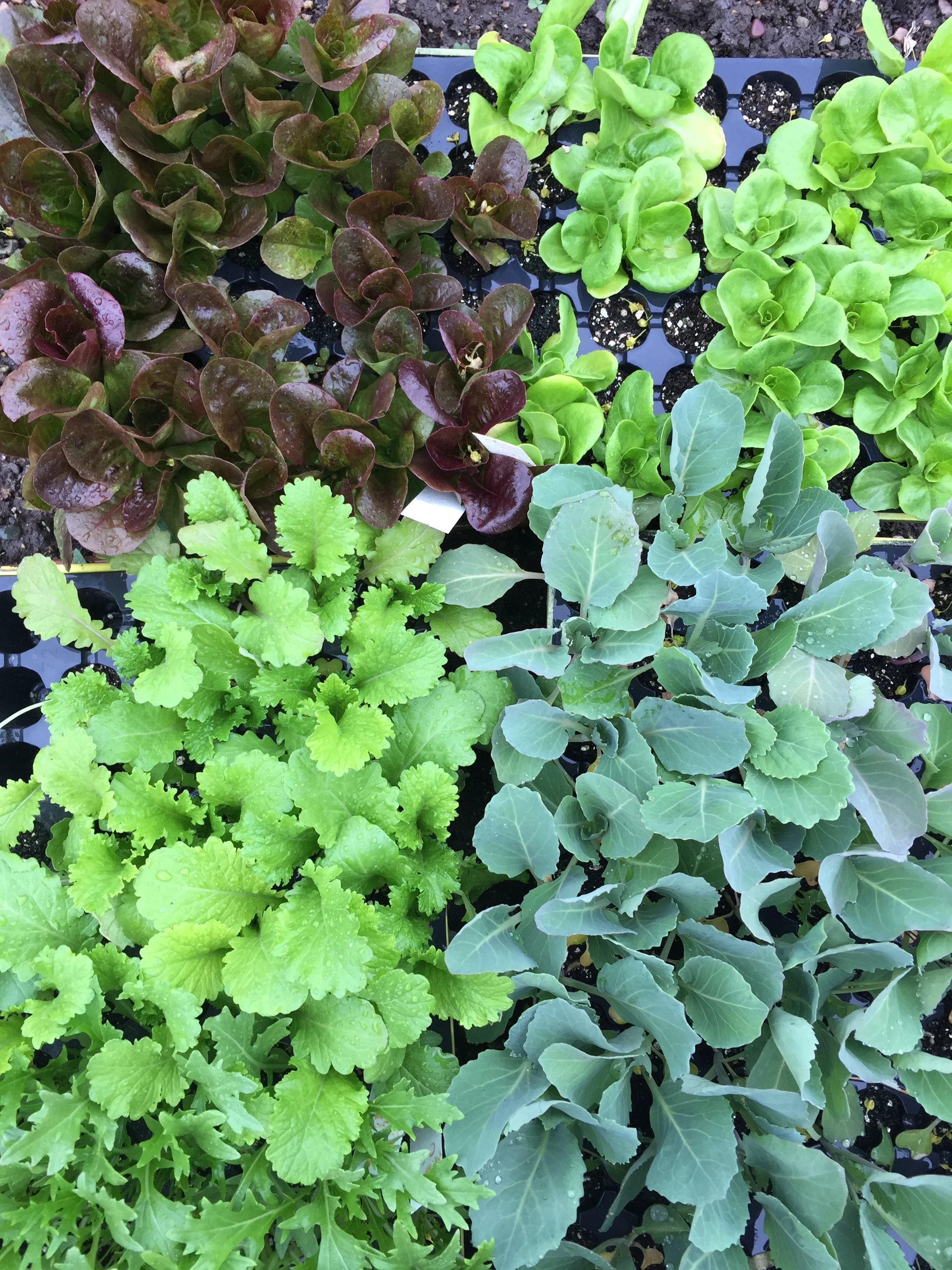 Waiting for the Last Frost