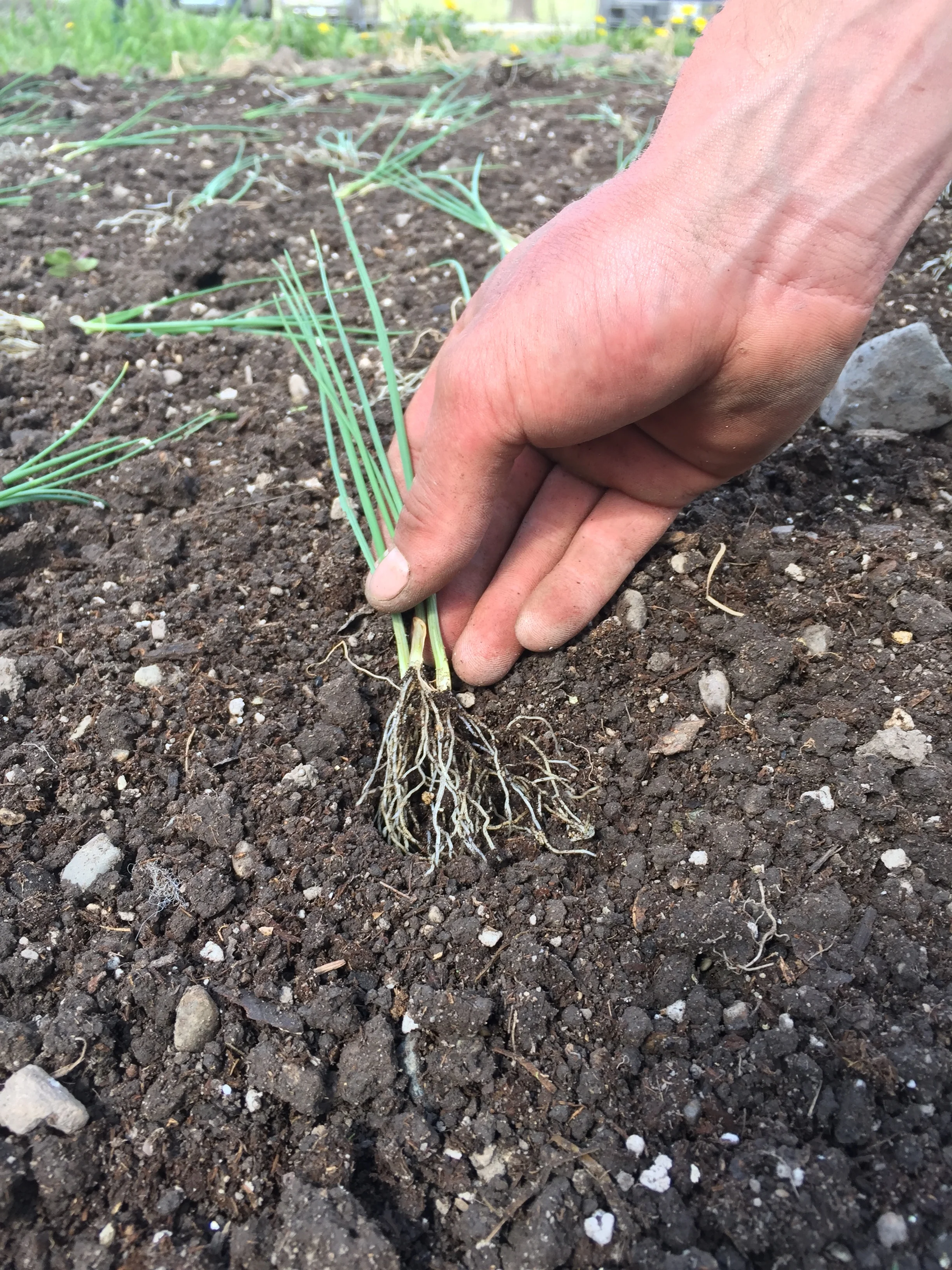 Planting Superb Onions