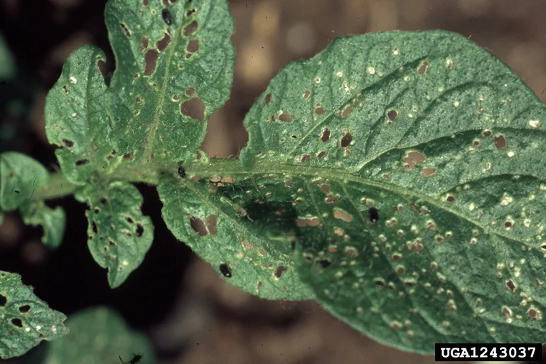 Pest Alert: Flea Beetles are Out!
