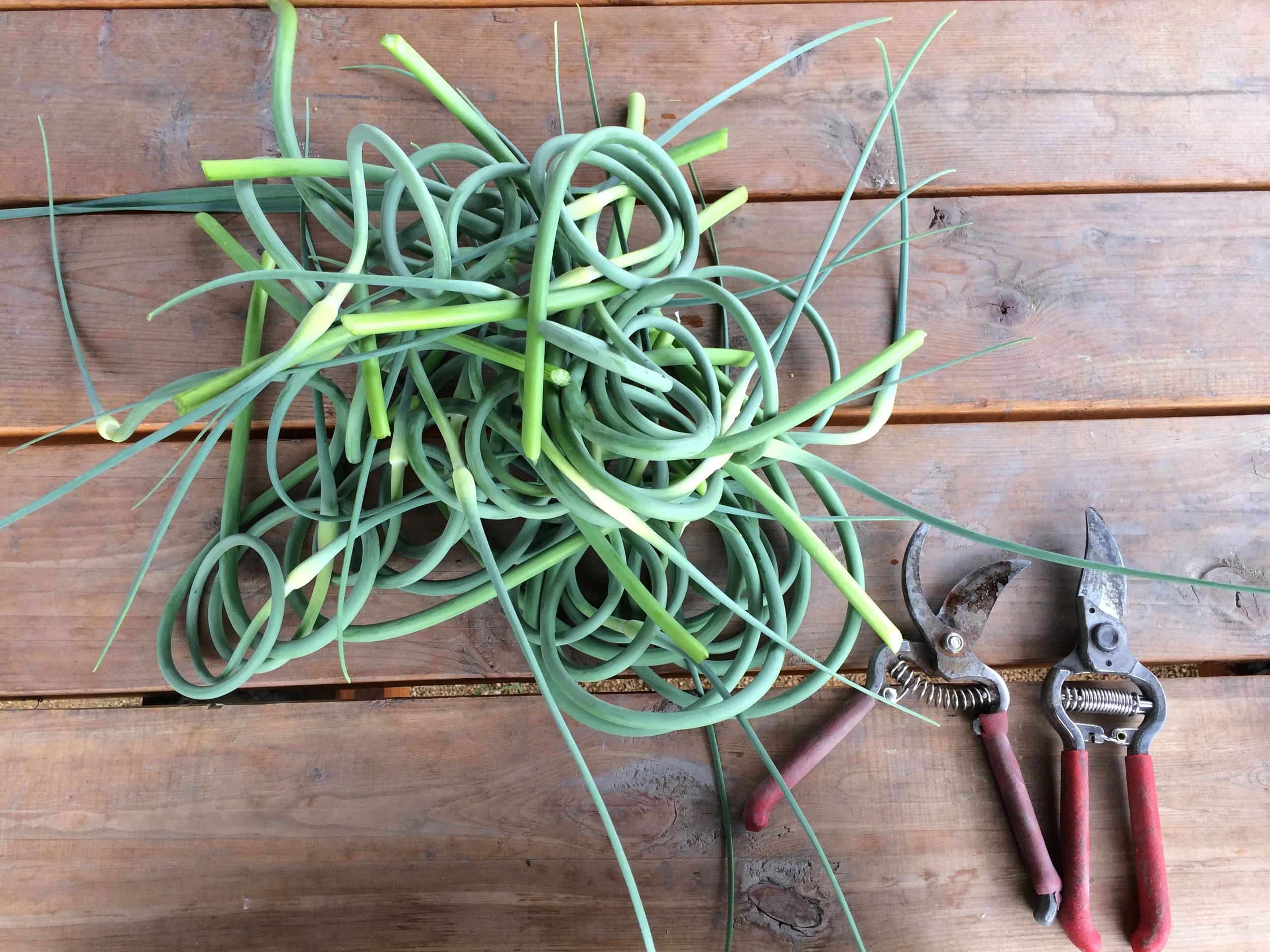 My top five facts & recipes about scapes