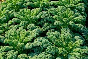 Got (Too Much) Kale?