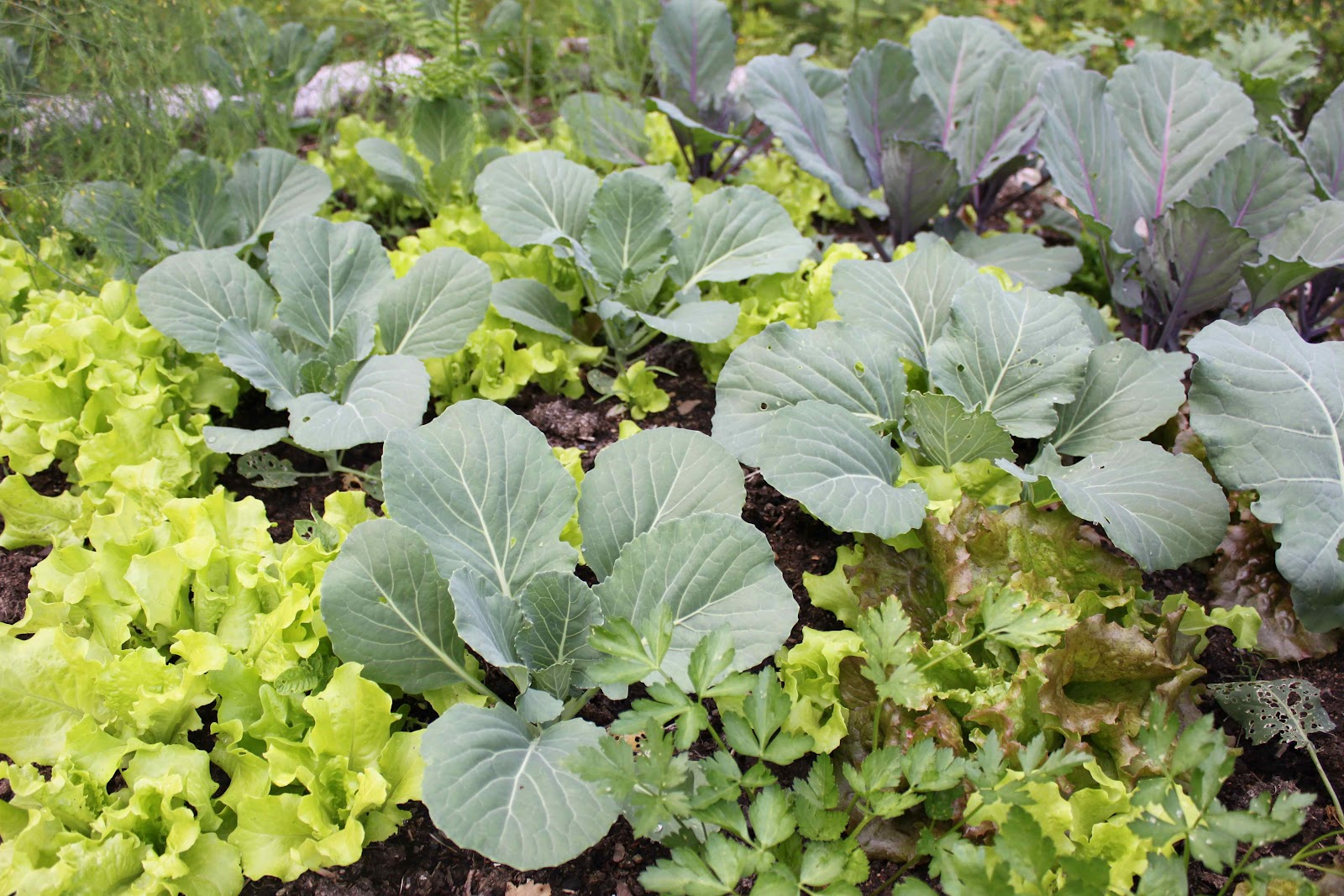 interplant.png
