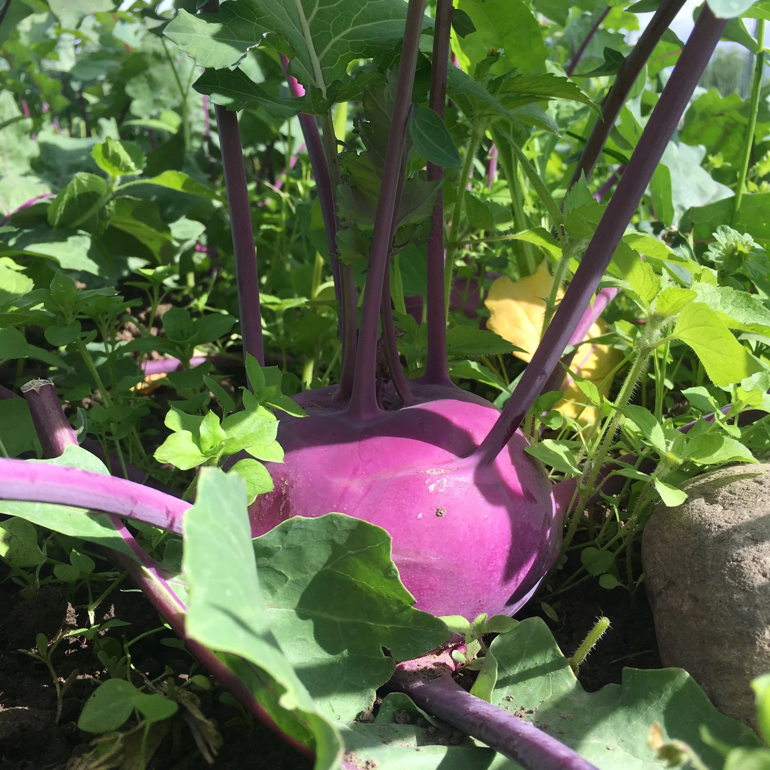 Answering all your questions about kohlrabi