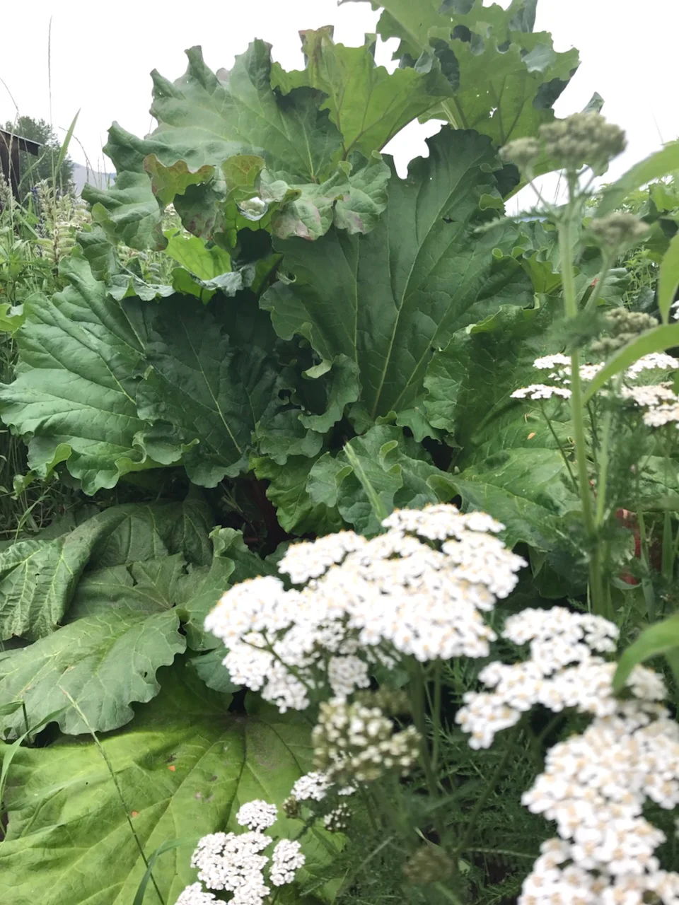 Rhubarb plant .jpg