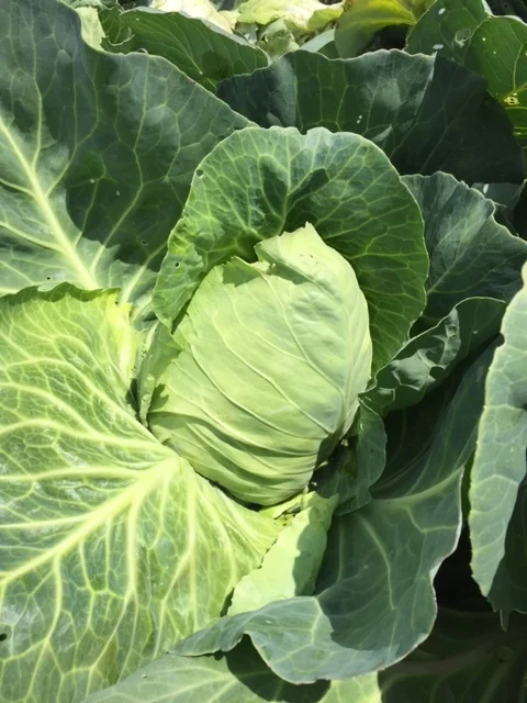 2 Recipes that Give Humble Cabbage Center Stage