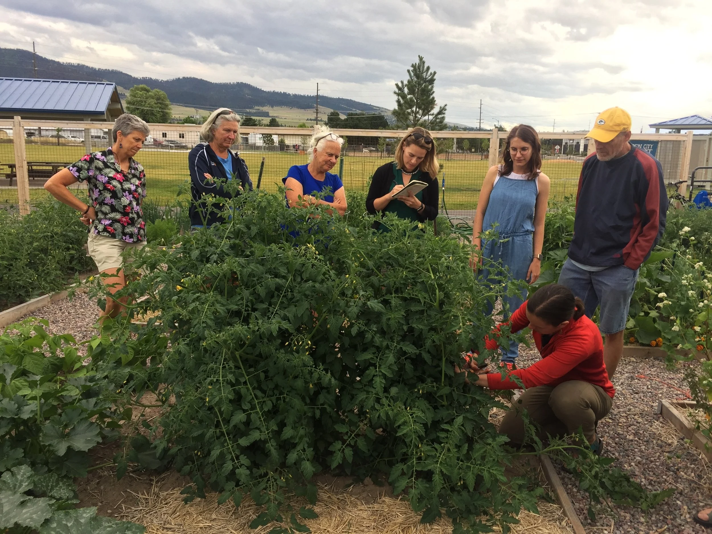 Pruning Tomatoes - Get in There!