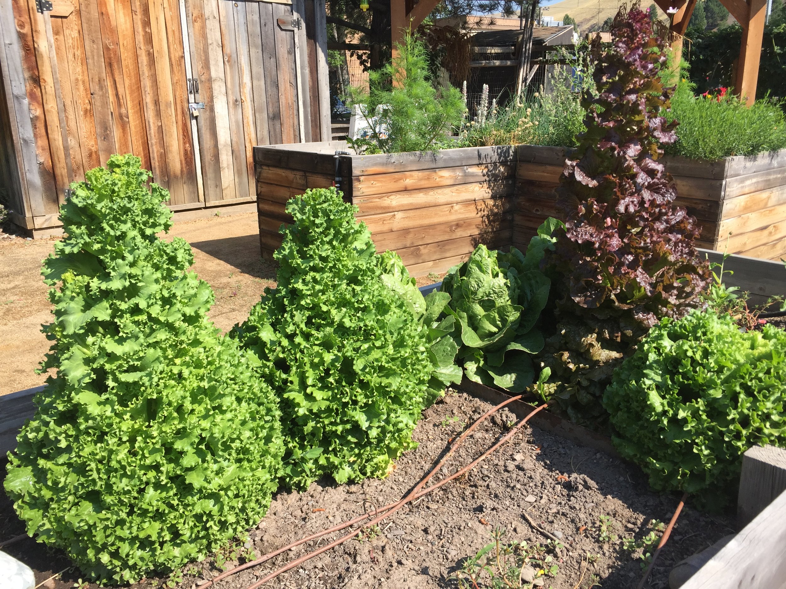 Bolted lettuce - when the lettuce sends up a flower stalk and begins to set seed.