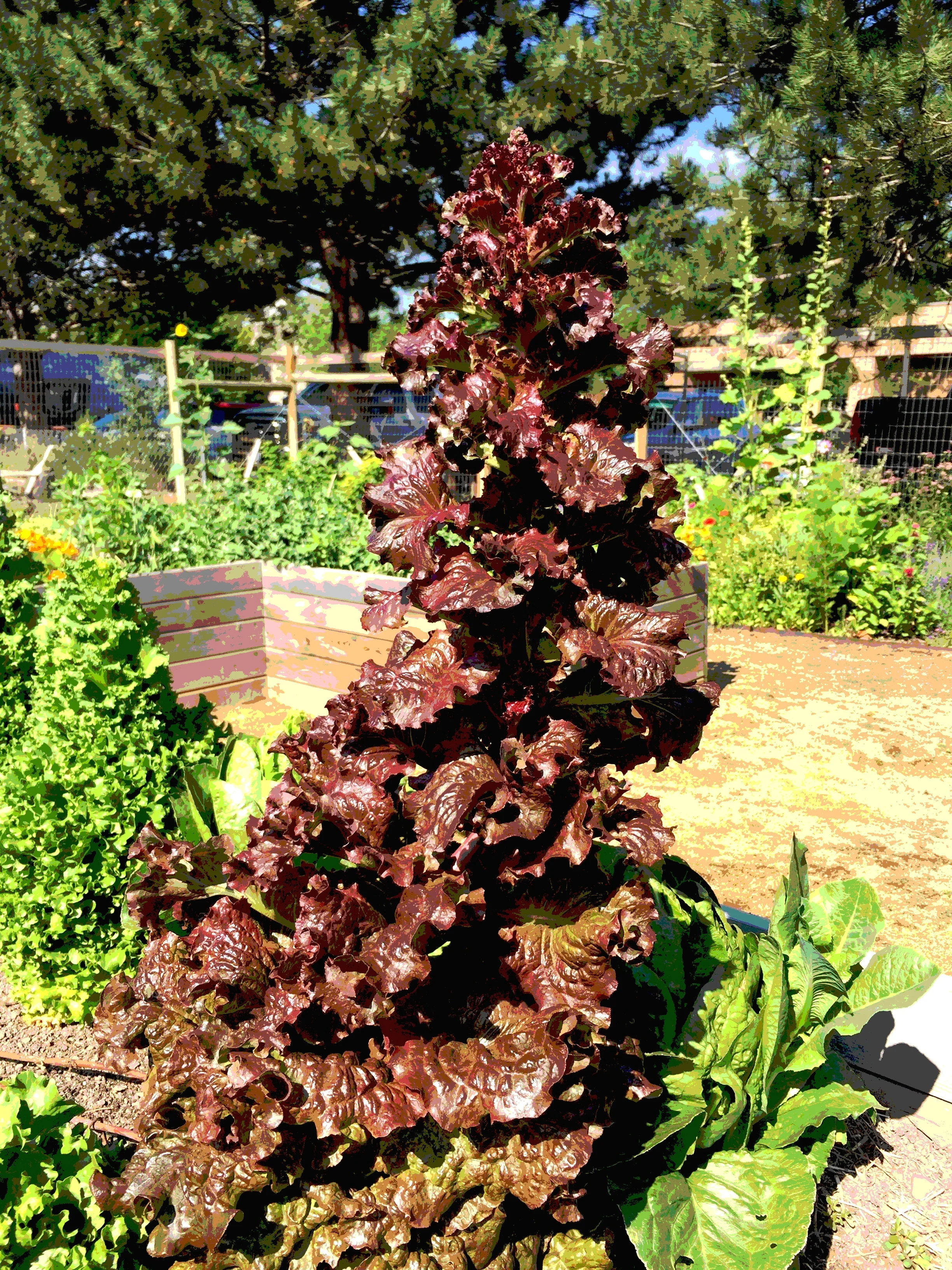 Beginners' Foray into Seed Saving