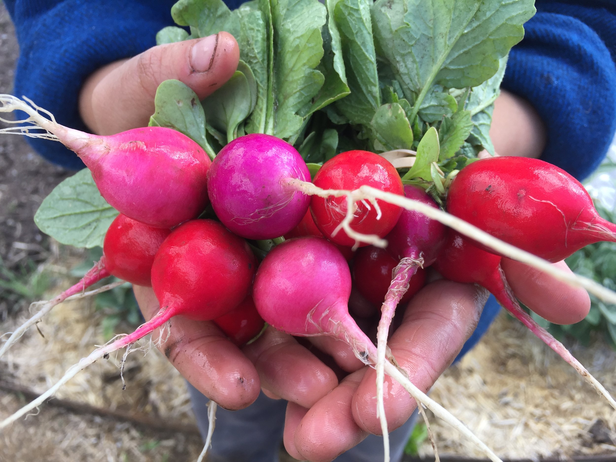 Fast Fall Crops for 50 Days or Less