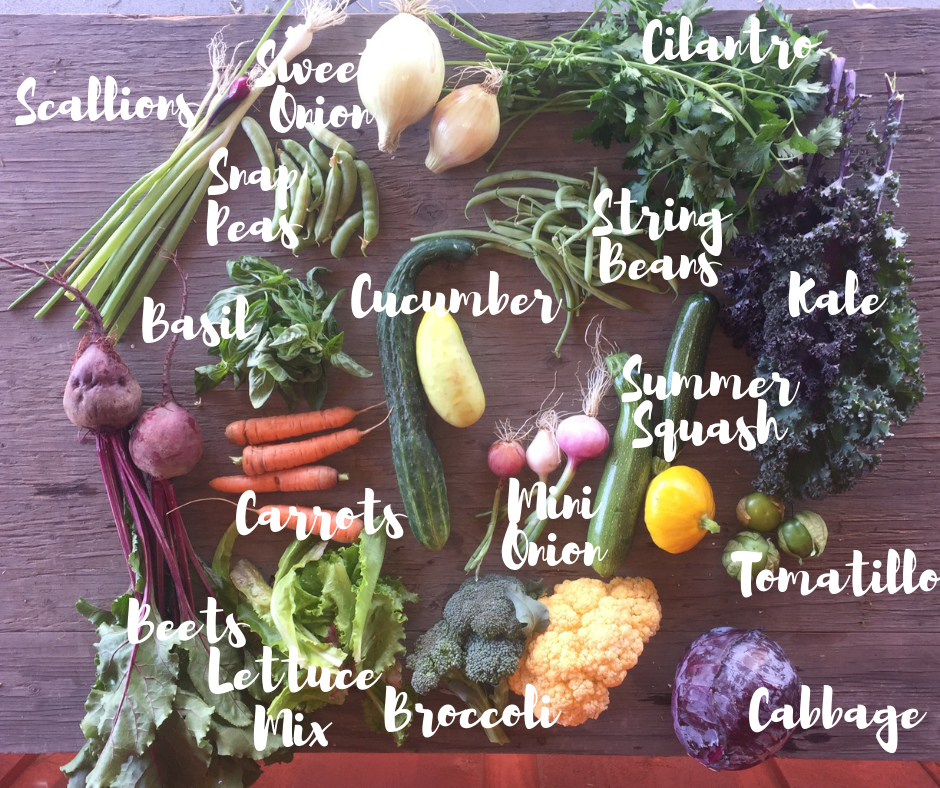 Here’s a full share from mid-summer to give you an idea of the size. Lots to work with!