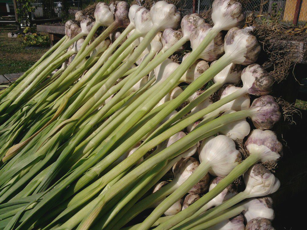 The Dirt on White Rot — Garden City Harvest