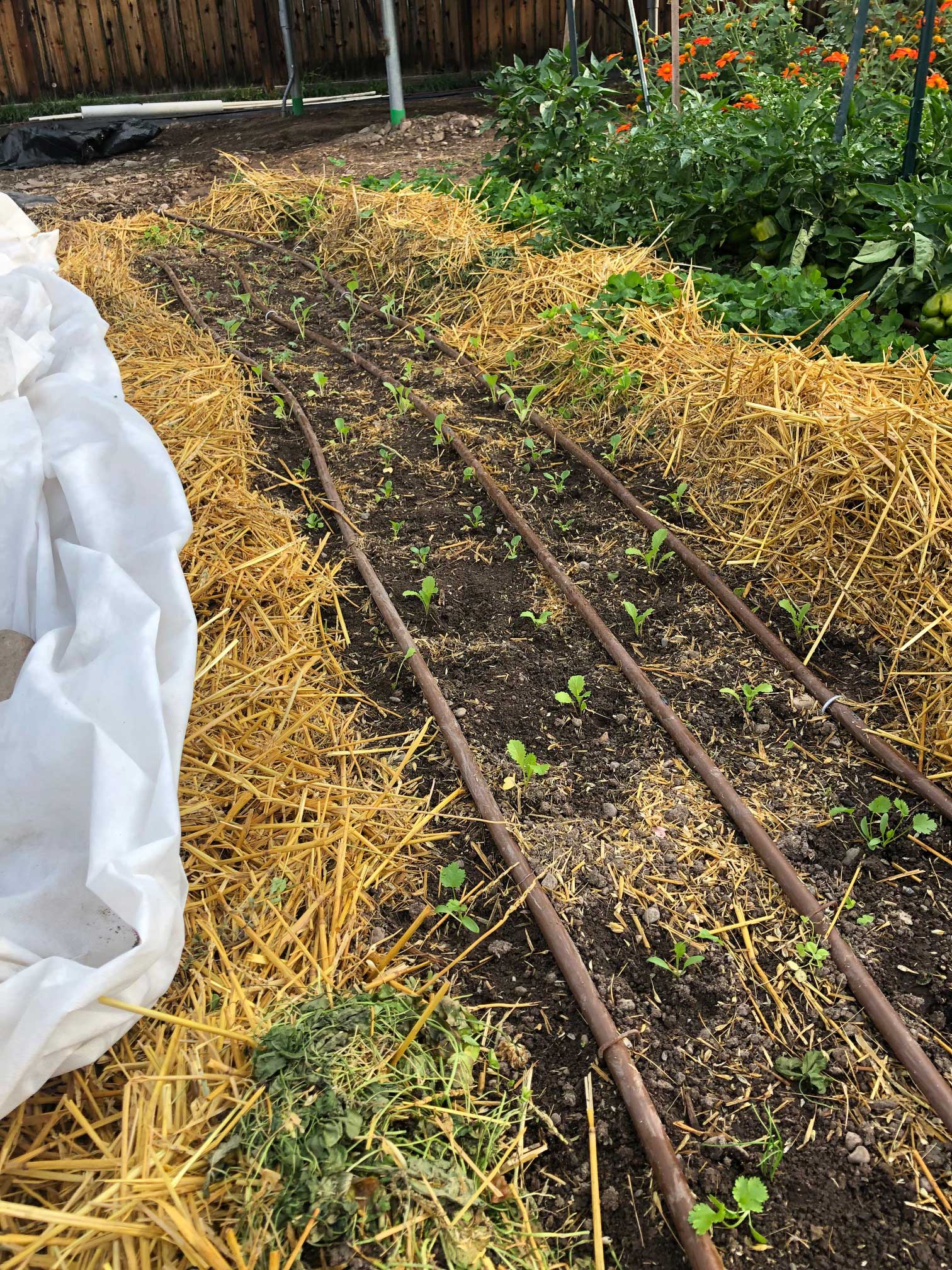 Mulched pathways, shade cloth handy