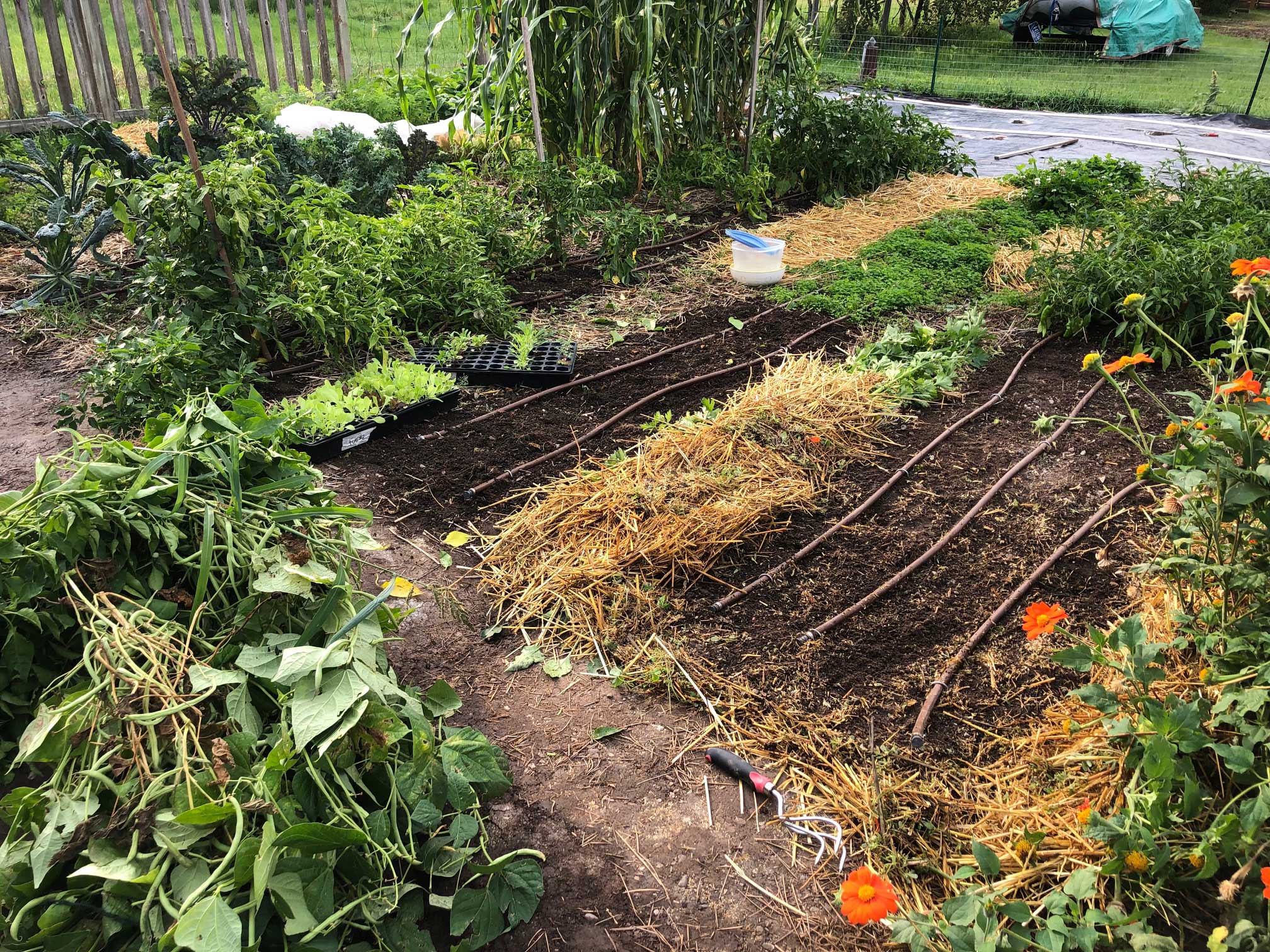 Rows cleared for new crop of greens