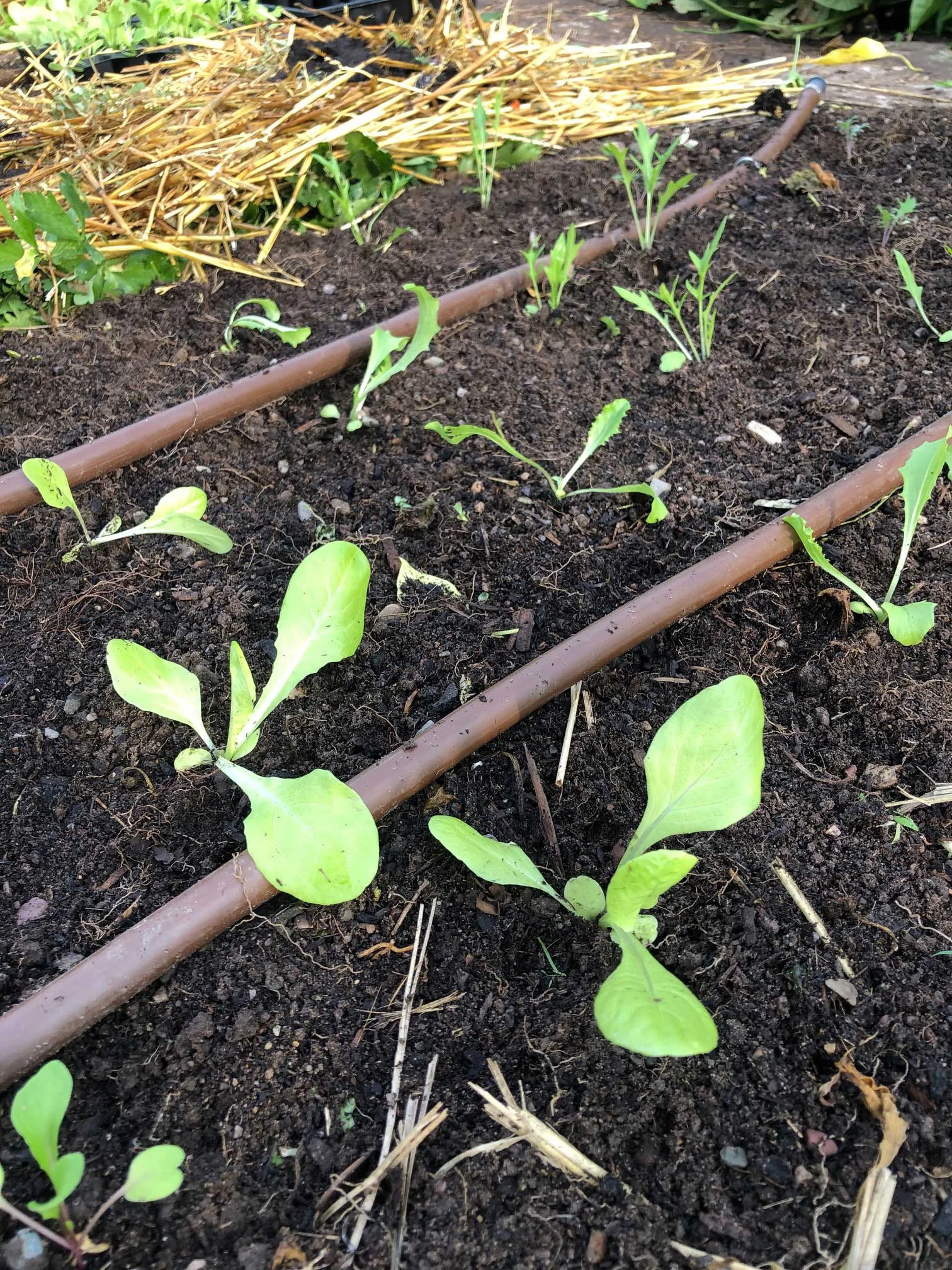 Growing Winter Greens