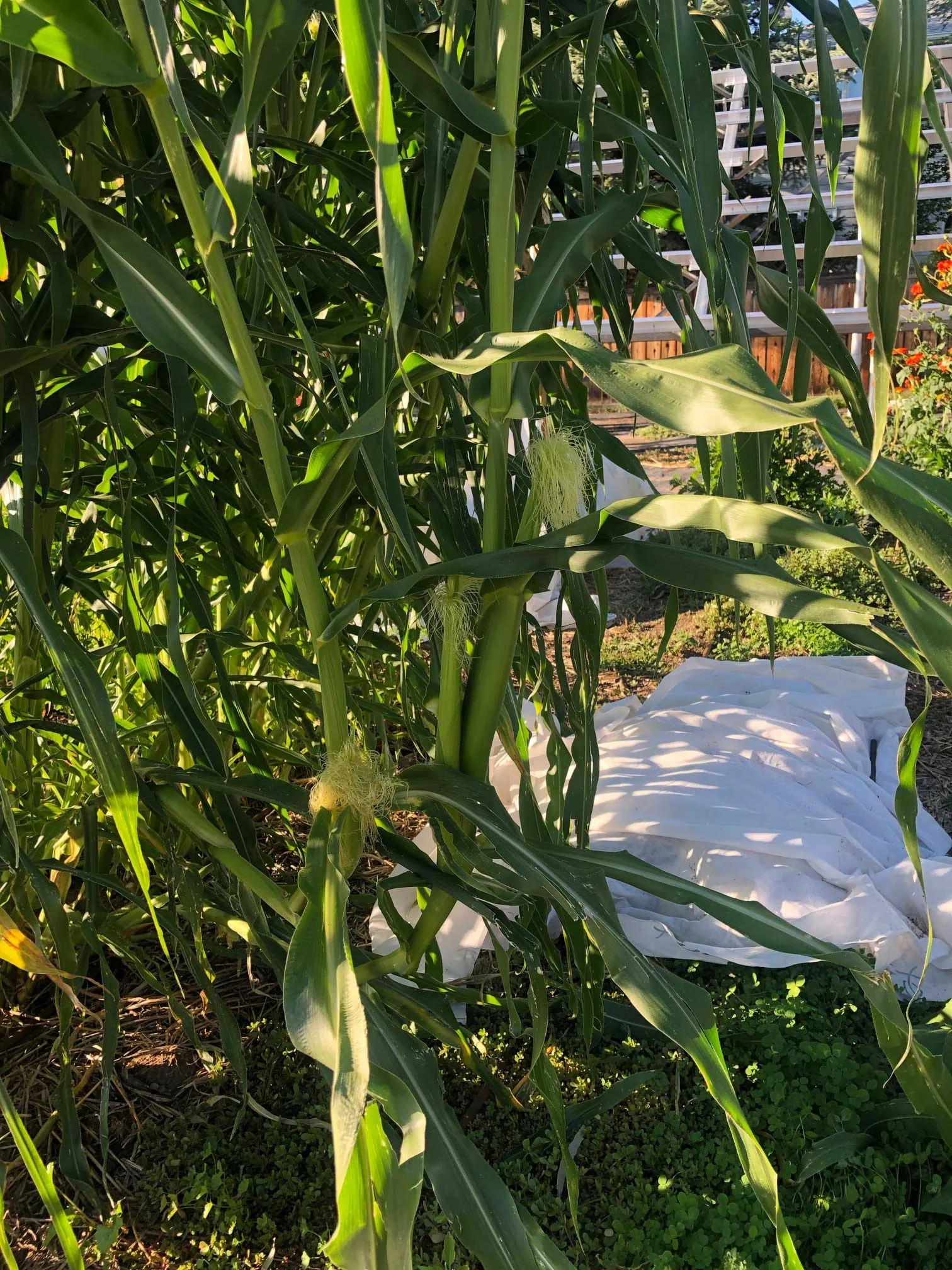 Tall crops and shade cloth can help protect greens in the ground during late summer.